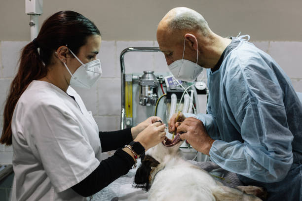 24-Hour Dental Clinic Near Me Urbana, OH